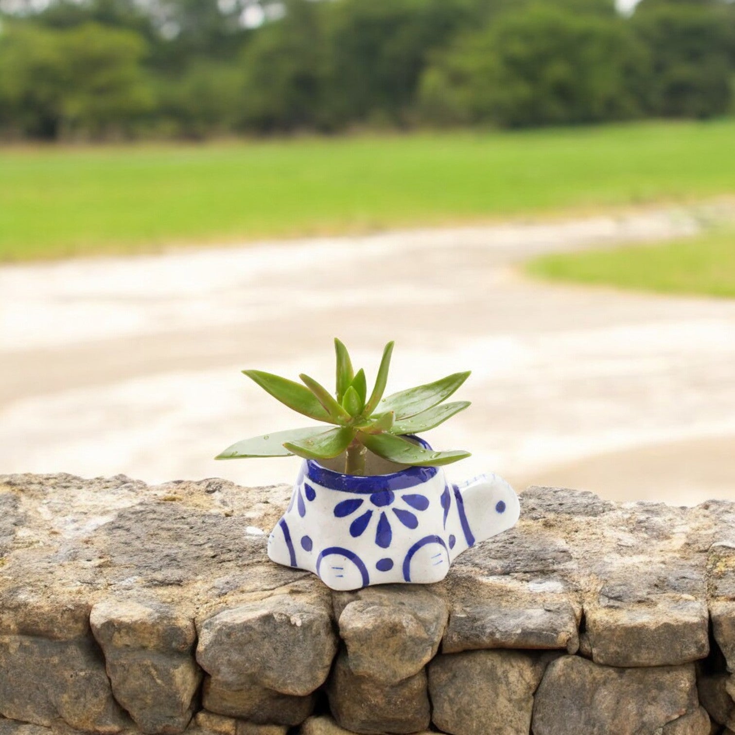 moonglow succulent Real Live Succulent Cactus Plant : Crassula 'Moonglow'