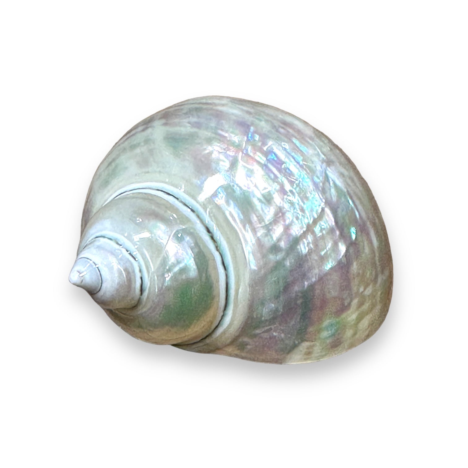 Seashell Dish - Blush - Coastal Inspired