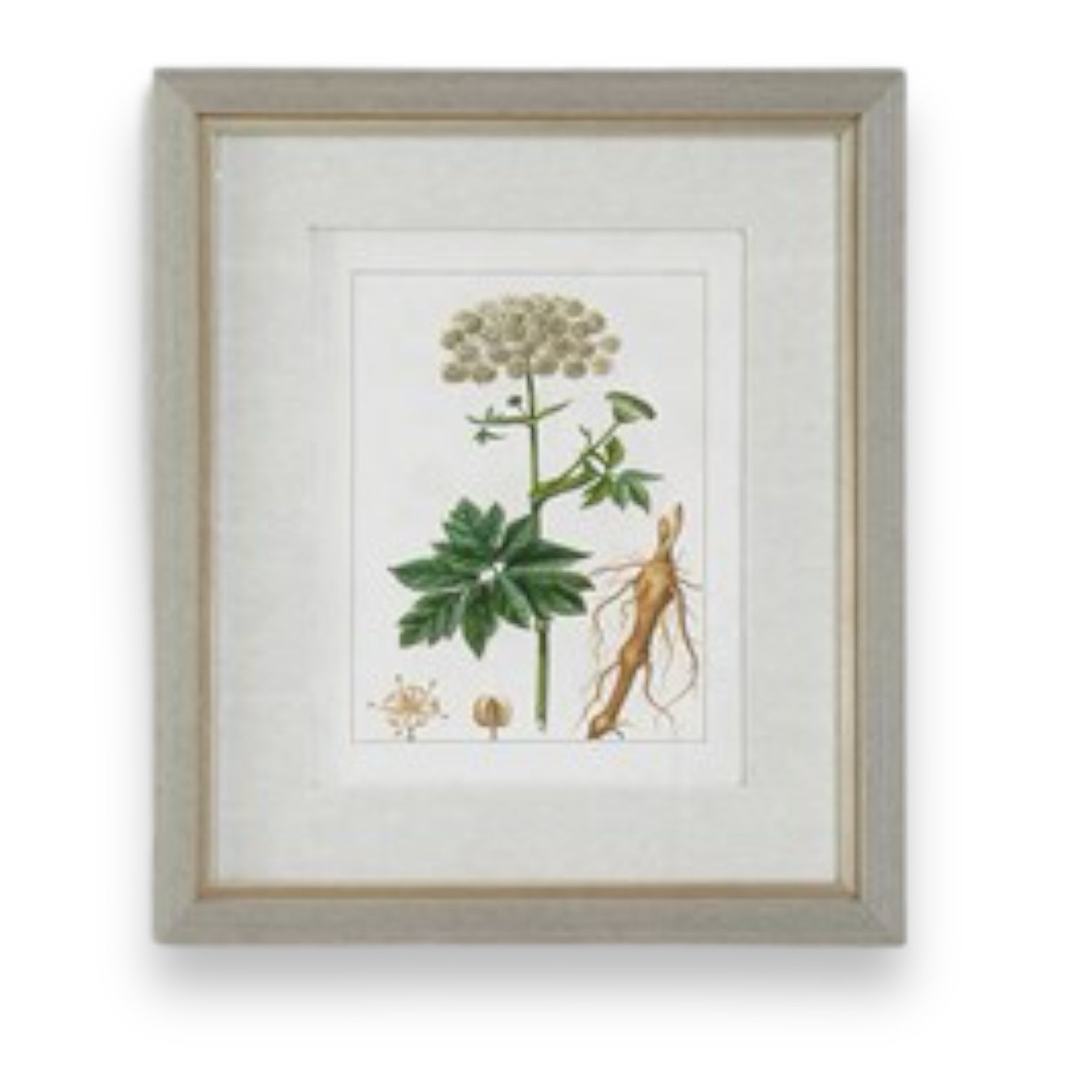 Framed Antique Botanical Print - 20-in - Mellow Monkey