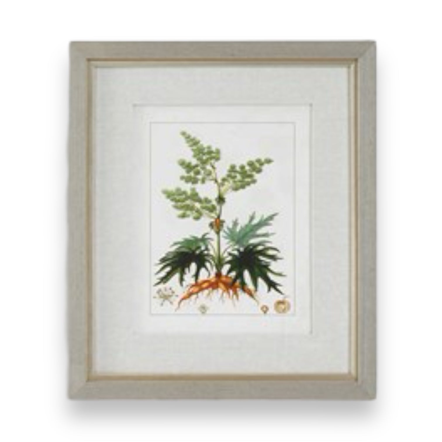 Framed Antique Botanical Print - 20-in - Mellow Monkey