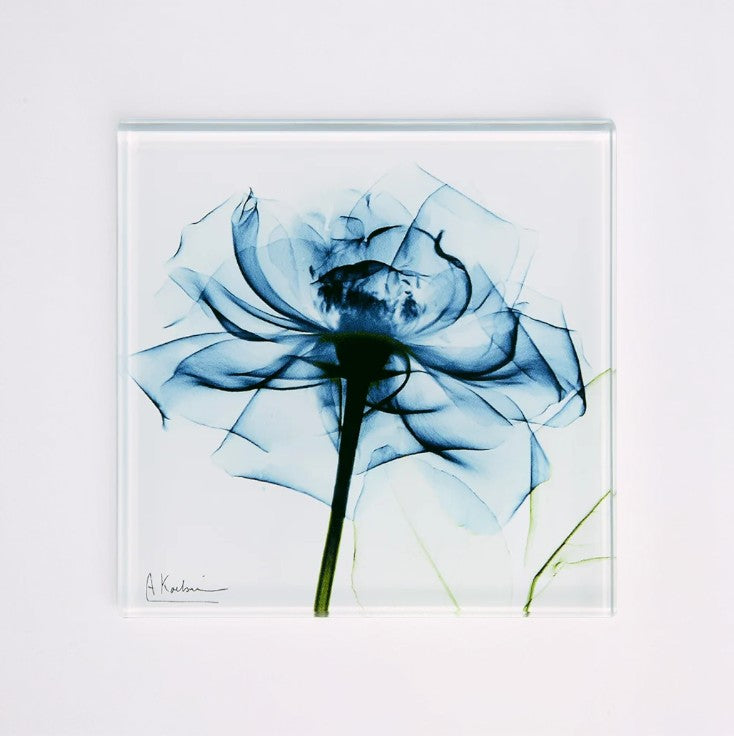 Indigo Rose - X-Ray Floral Art Coaster by Albert Koetsier – Mellow