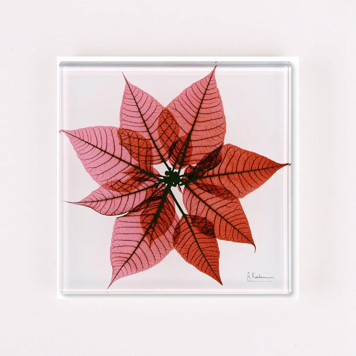 Poinsettia - X-Ray Floral Art Coaster by Albert Koetsier – Mellow