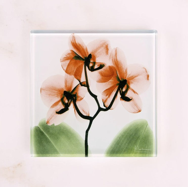 Manigault Orchid - X-Ray Floral Art Coaster by Albert Koetsier