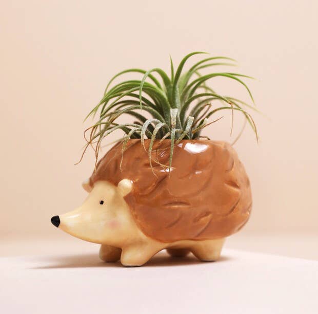 hedgehog plant pot Tiny Hedgehog Airplant Holder