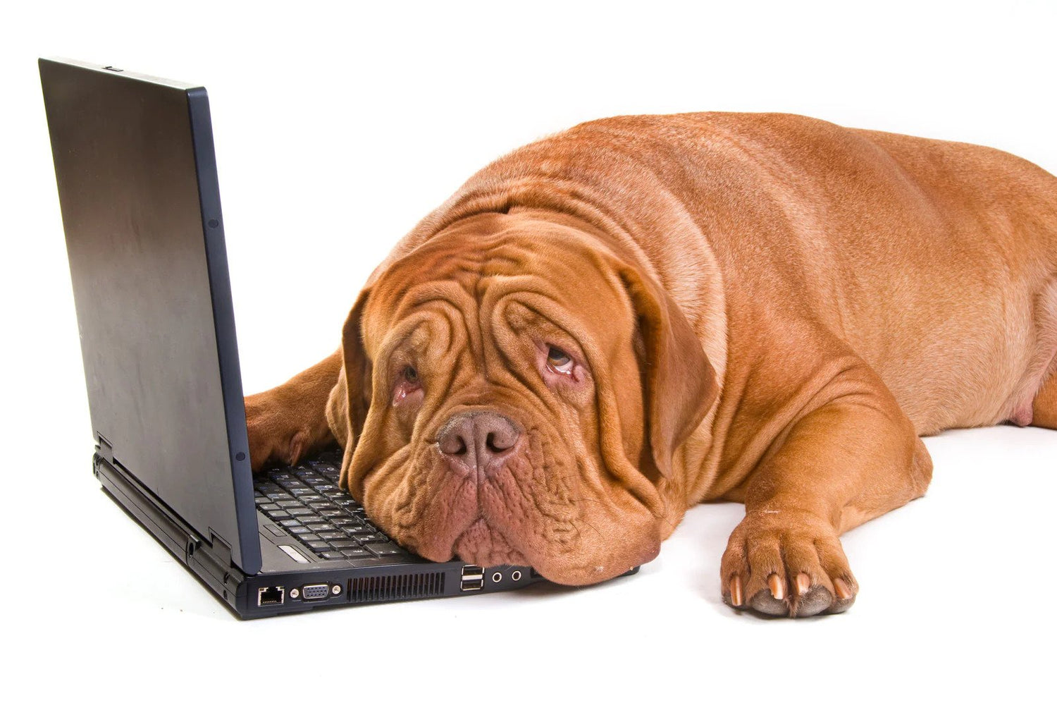 A Dog laying on the laptop with the disappointment on 404 page not found error