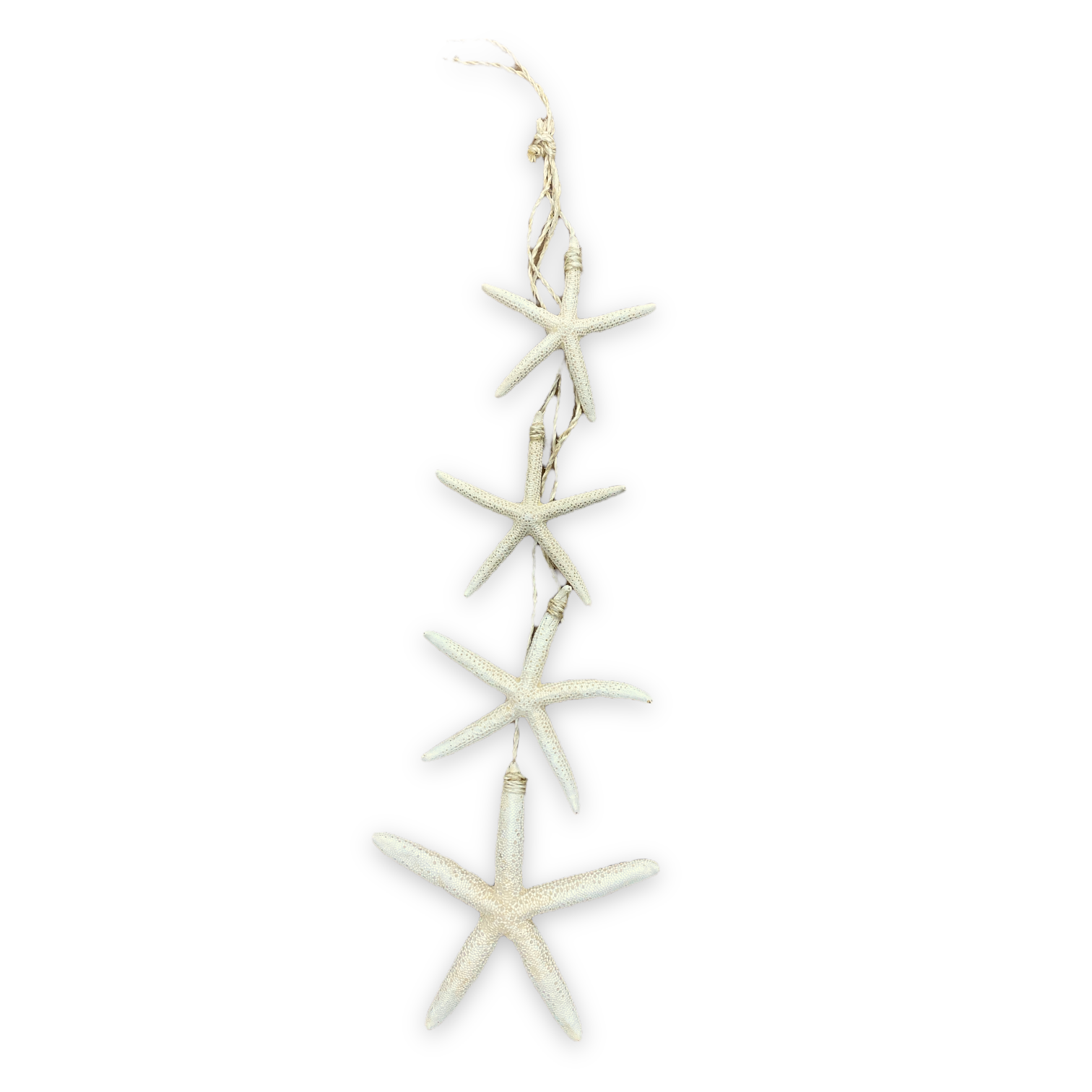 Starfish (Sea Stars)