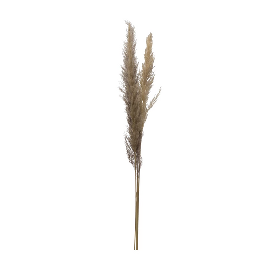 Dried Natural Pampas Grass Bunch - 43-in - Mellow Monkey