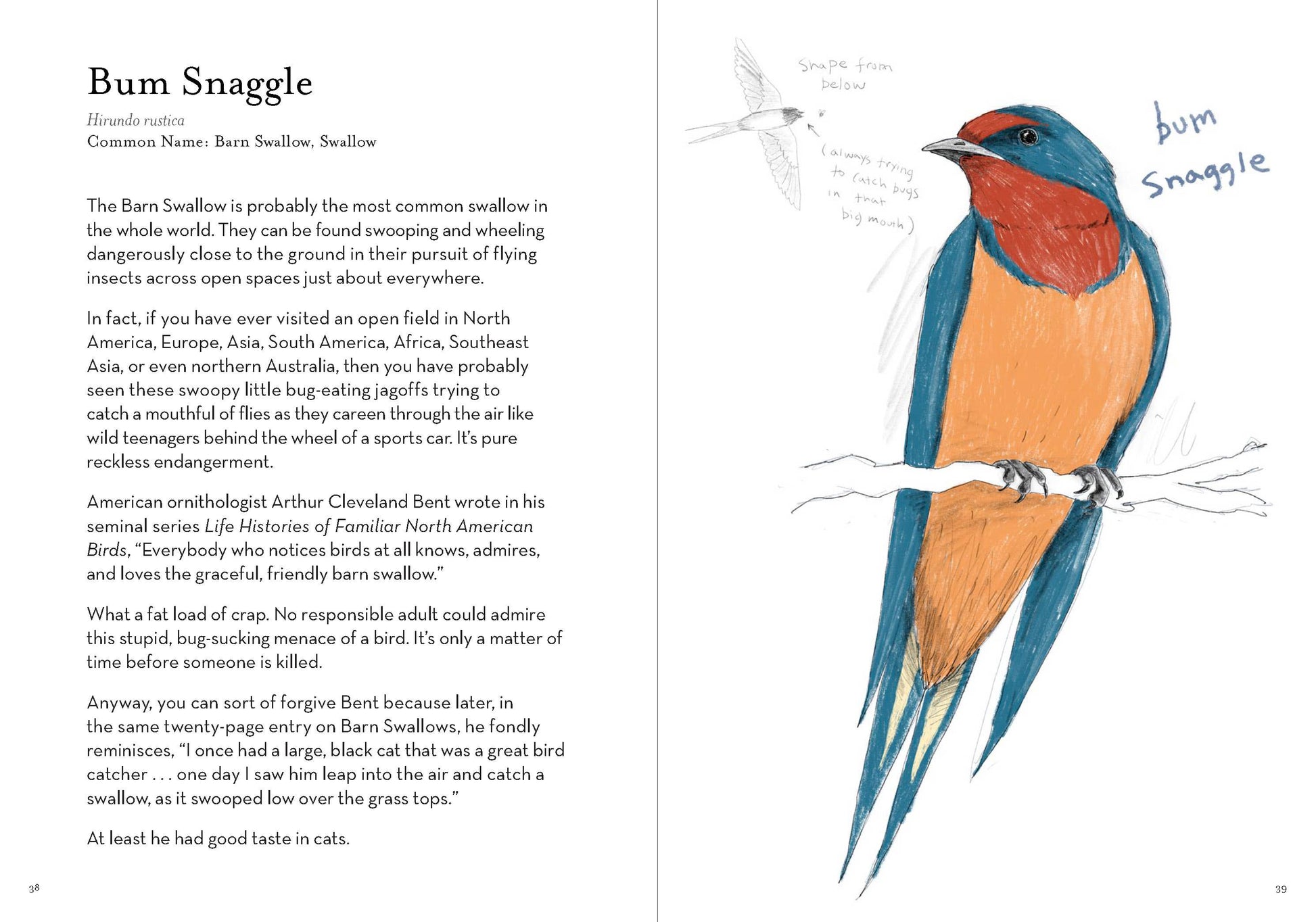A Dumb Birds Field Guide to the Worst Birds Ever - Paperback - Matt Kracht - Mellow Monkey