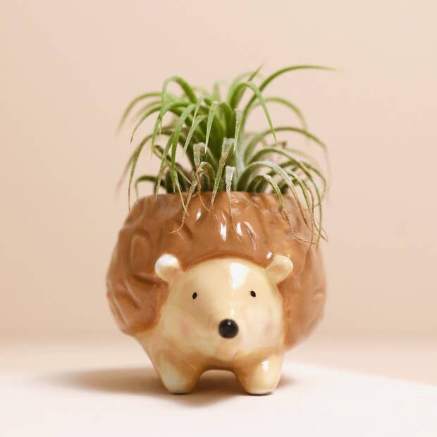 Tiny Hedgehog Air Plant Holder - 3-in – Mellow Monkey