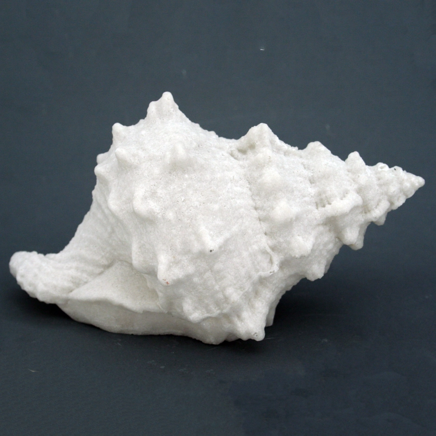 Bursa Shell Sandstone Light Box - 7-in – Mellow Monkey