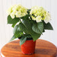 Live Hydrangea Plant - 4-1/2-in Pot - White - Mellow Monkey