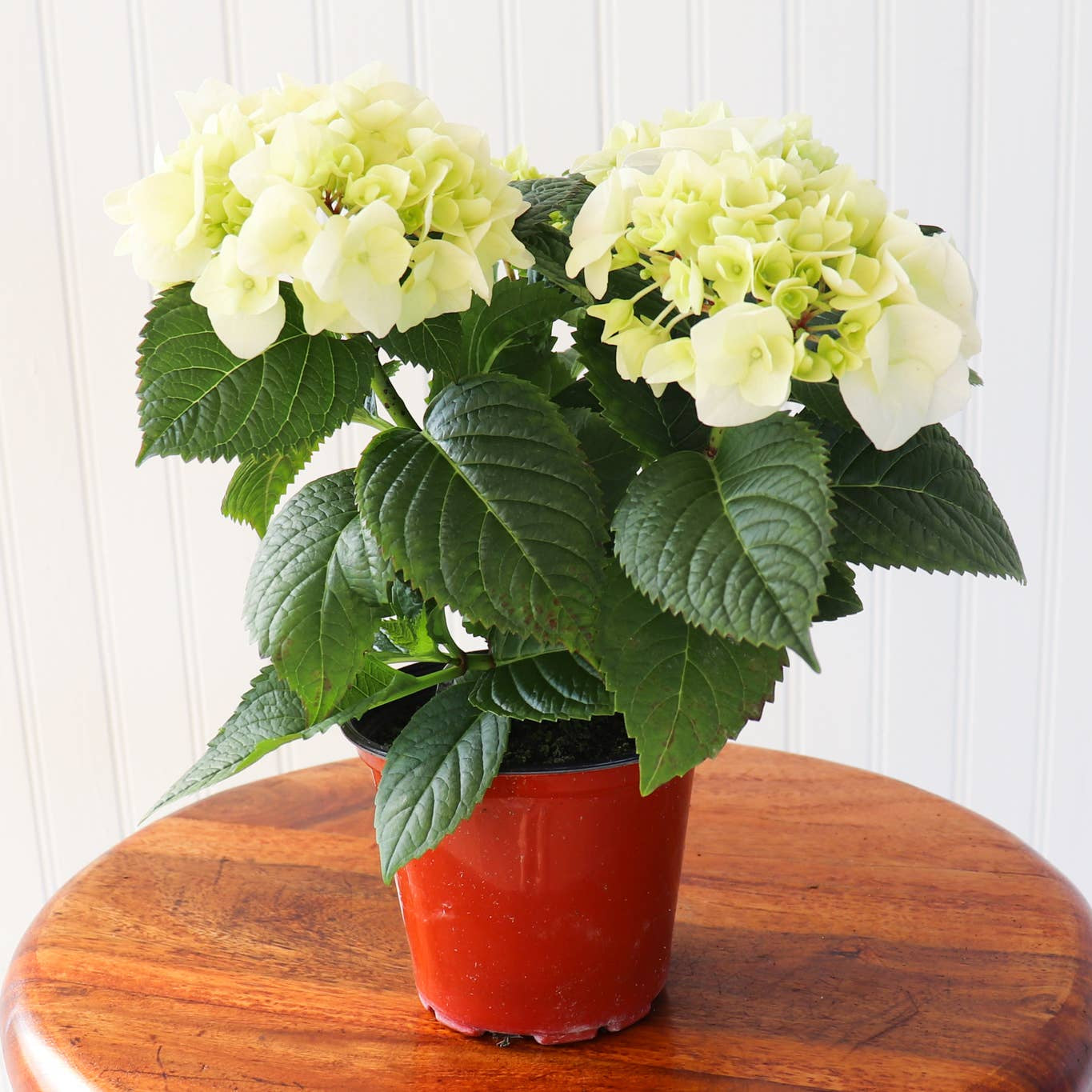 Live Hydrangea Plant - 4-1/2-in Pot - White - Mellow Monkey