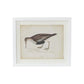 Coastal Bird Print in White Wood Frame - 18-in - Mellow Monkey