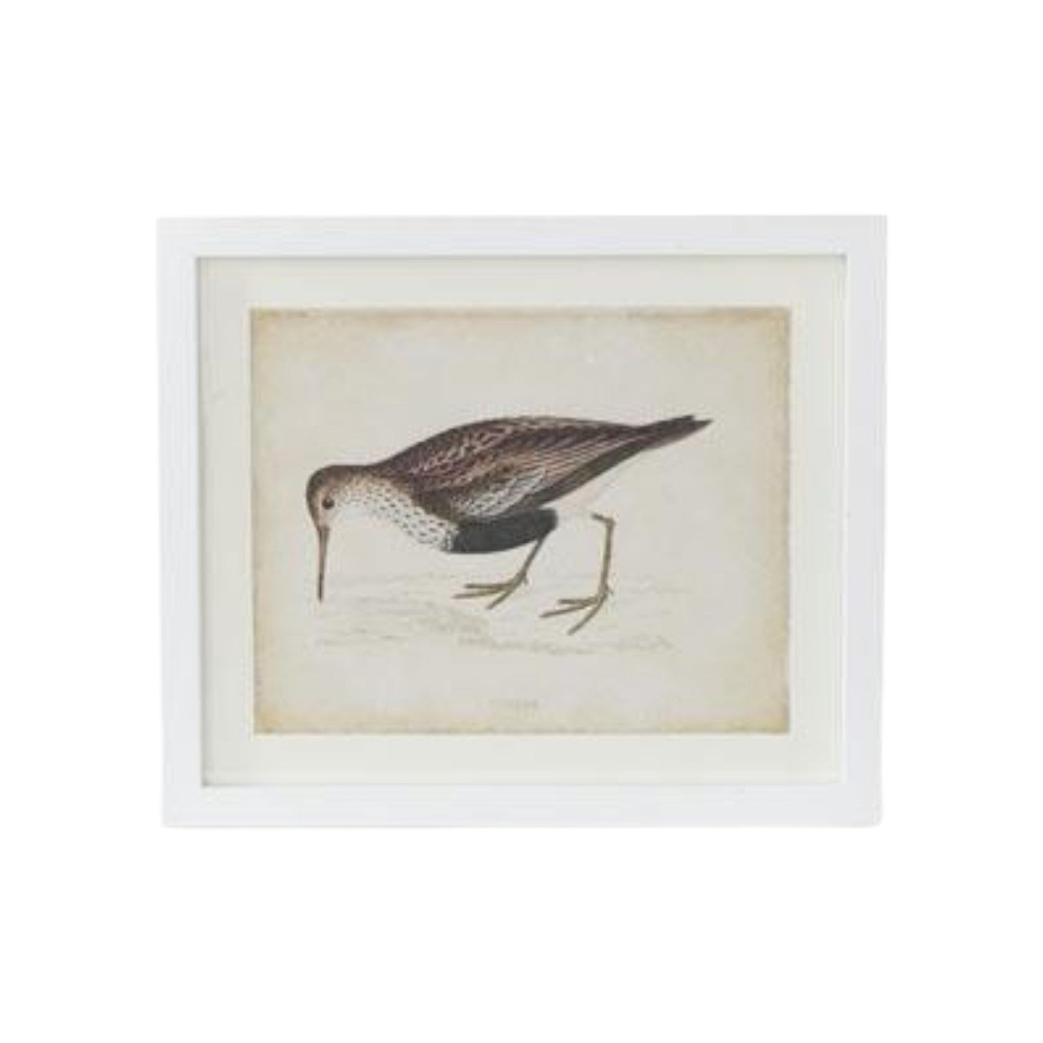 Coastal Bird Print in White Wood Frame - 18-in - Mellow Monkey