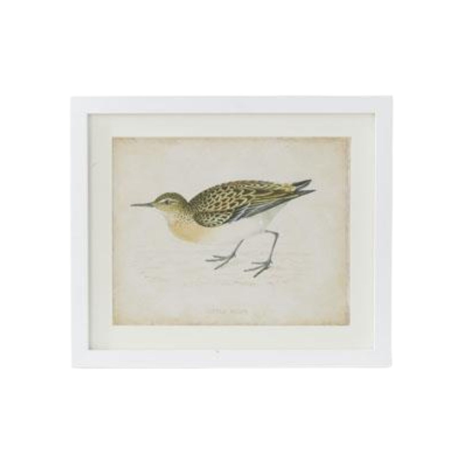 Coastal Bird Print in White Wood Frame - 18-in - Mellow Monkey