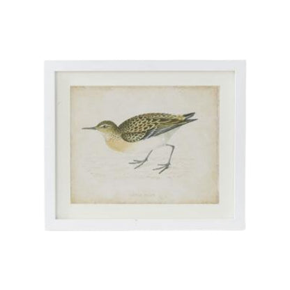 Coastal Bird Print in White Wood Frame - 18-in - Mellow Monkey