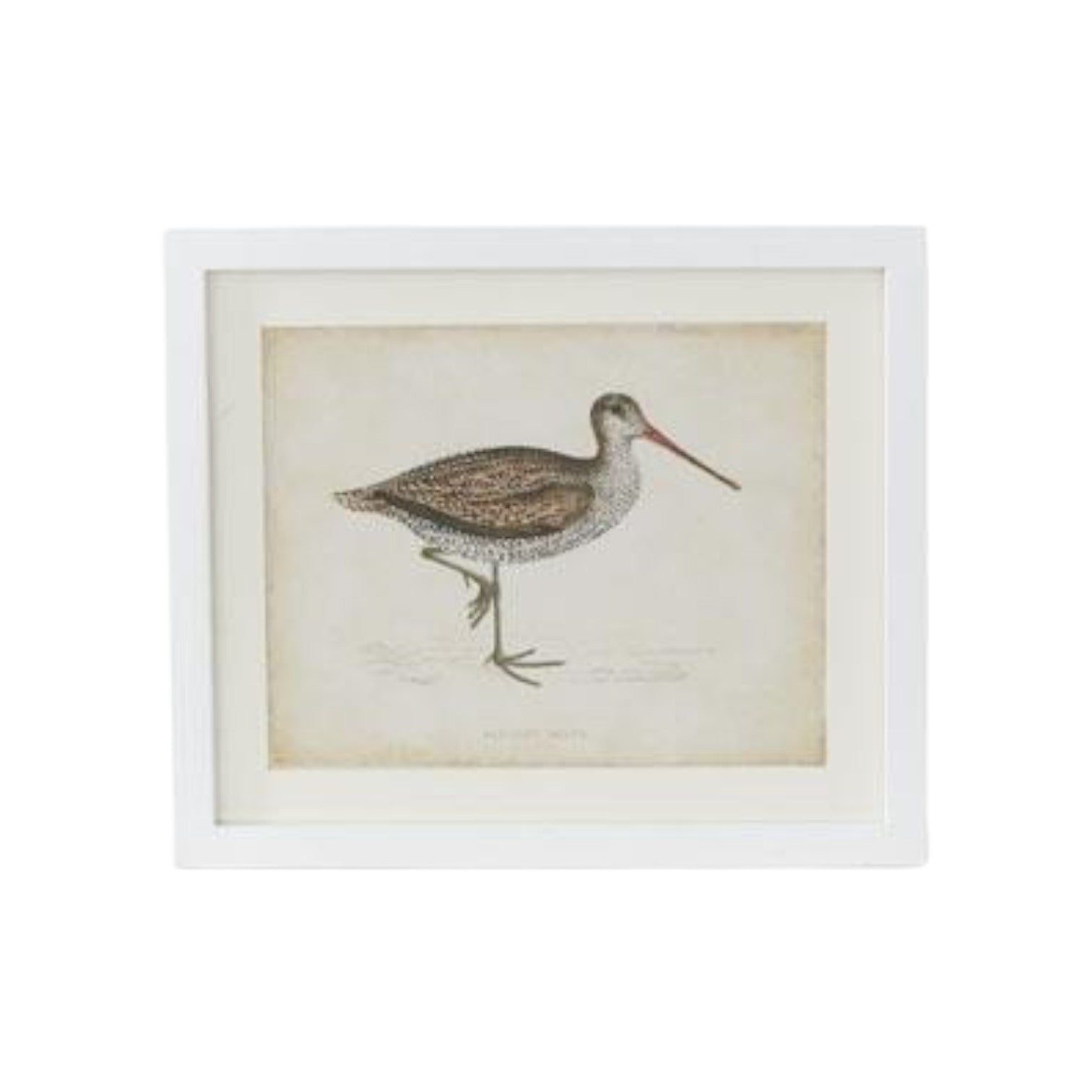 Coastal Bird Print in White Wood Frame - 18-in - Mellow Monkey