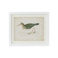 Coastal Bird Print in White Wood Frame - 18-in - Mellow Monkey