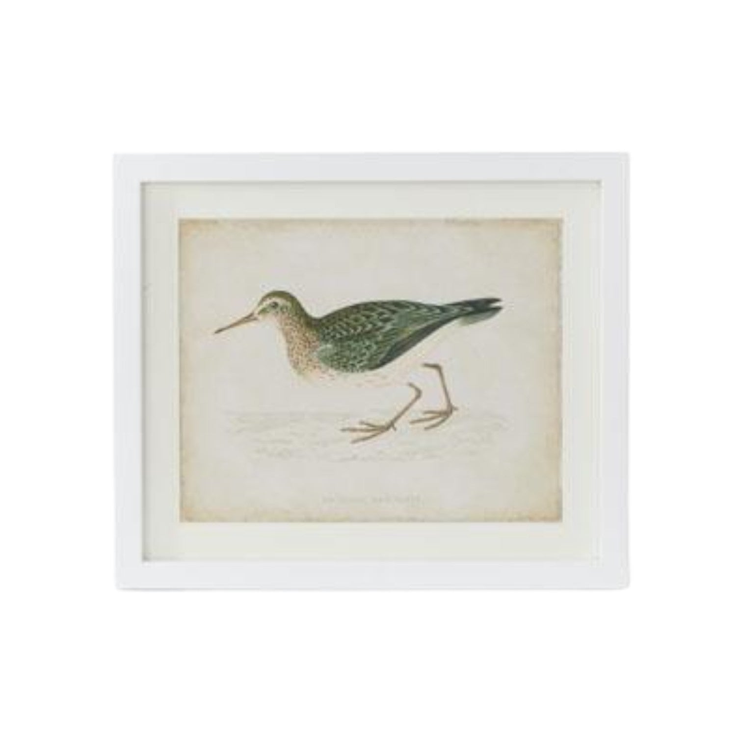 Coastal Bird Print in White Wood Frame - 18-in - Mellow Monkey