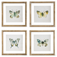 Shadowbox Framed Butterfly Print - 10-in Square - Mellow Monkey