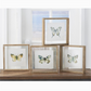 Shadowbox Framed Butterfly Print - 10-in Square - Mellow Monkey