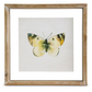 Shadowbox Framed Butterfly Print - 10-in Square - Mellow Monkey