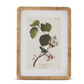 Rattan Framed Bird Print - 23-1/4-in - Mellow Monkey