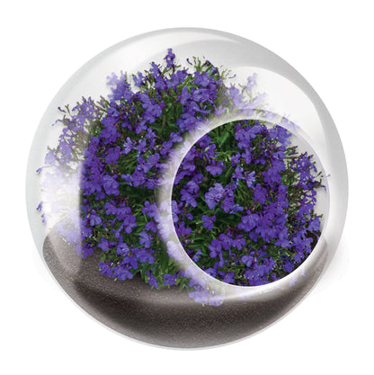 Tiny Terrarium Flowering Plant - Mellow Monkey