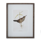 Ribbed Brown Wood Framed Bird Print - 19-3/4-in - Mellow Monkey