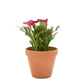 Live Calla Lily Plant - 4-1/2-in Pot (Assorted Colors) - Mellow Monkey