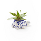 Lalita Baby Turtle Mini Succulent Planter - 3.5" x 2.5" - Mellow Monkey