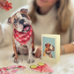 English Bulldog - Freshcut Pop-Up Pet Greeting Cards - Mellow Monkey