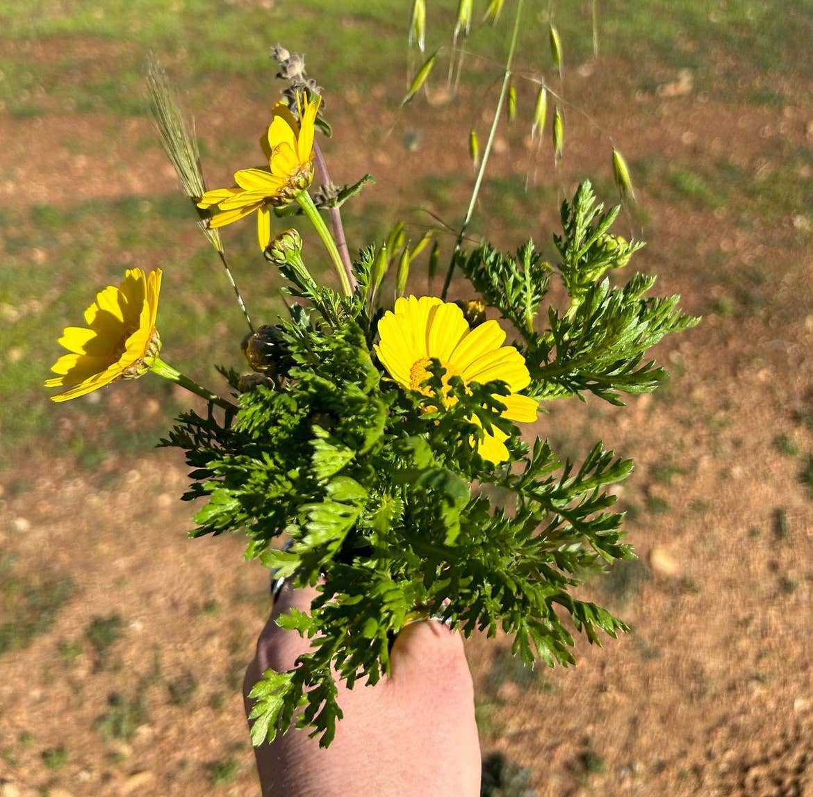 Cross Plantable Wildflowers Greeting Card - Mellow Monkey