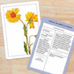 New York Botanical Garden Wildflower ID Flashcards - Mellow Monkey