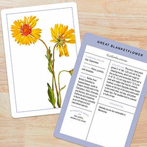 New York Botanical Garden Wildflower ID Flashcards - Mellow Monkey