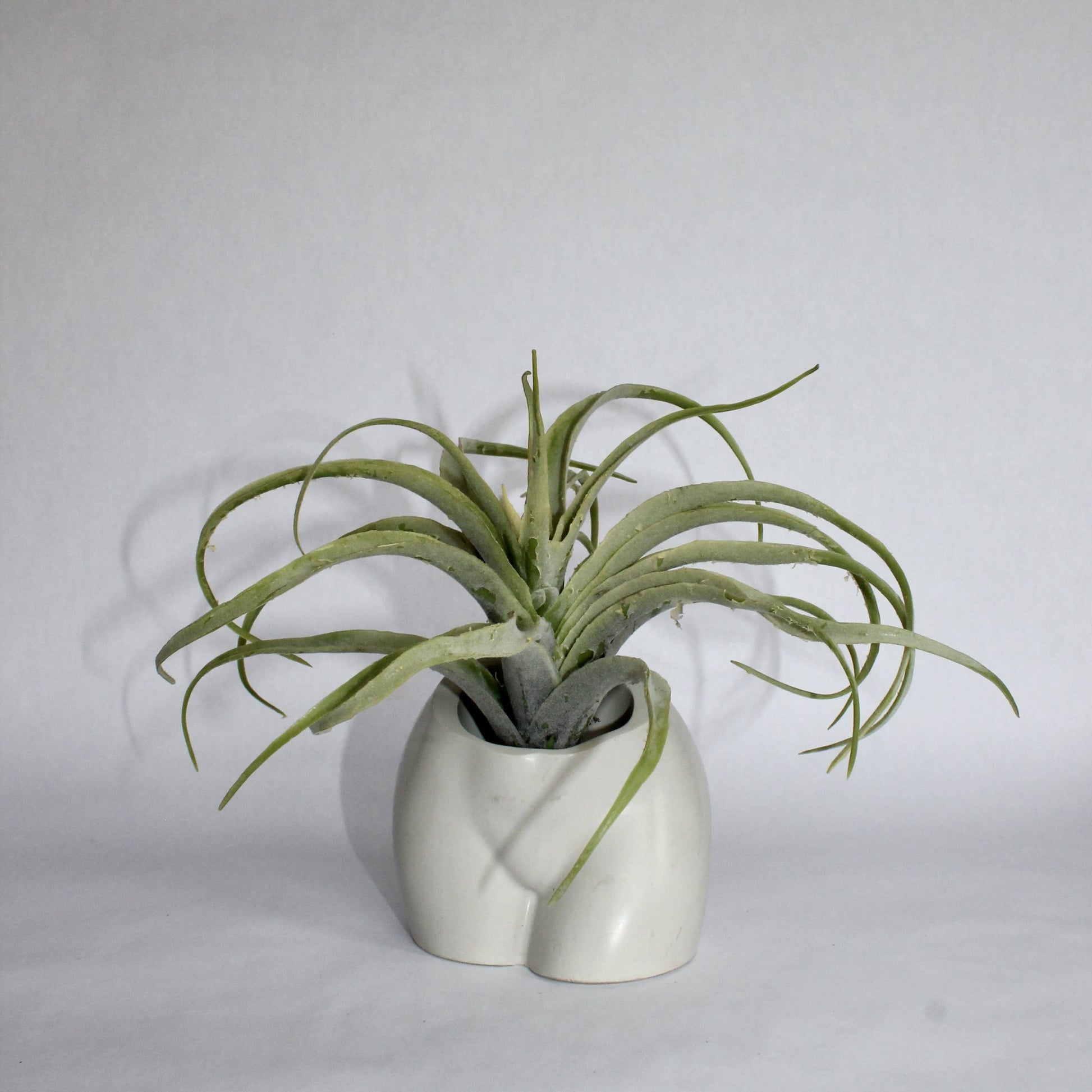 Concrete Booty Vase in Gray - 4-in - Mellow Monkey