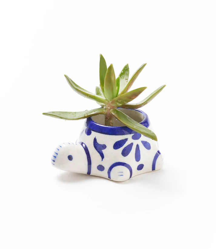 turtle succulent pot Lalita Indigo Succulent Planter
