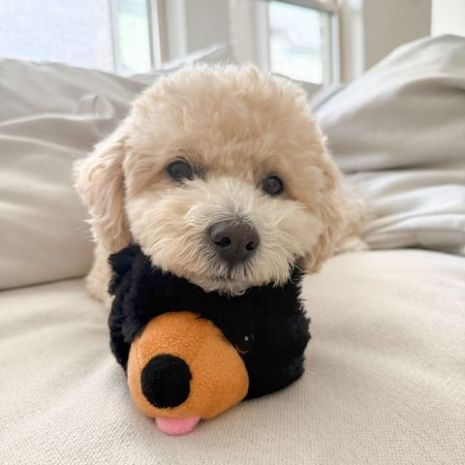 2-in-1 Black Bear Fetch Ball/Dog Toy - Mellow Monkey