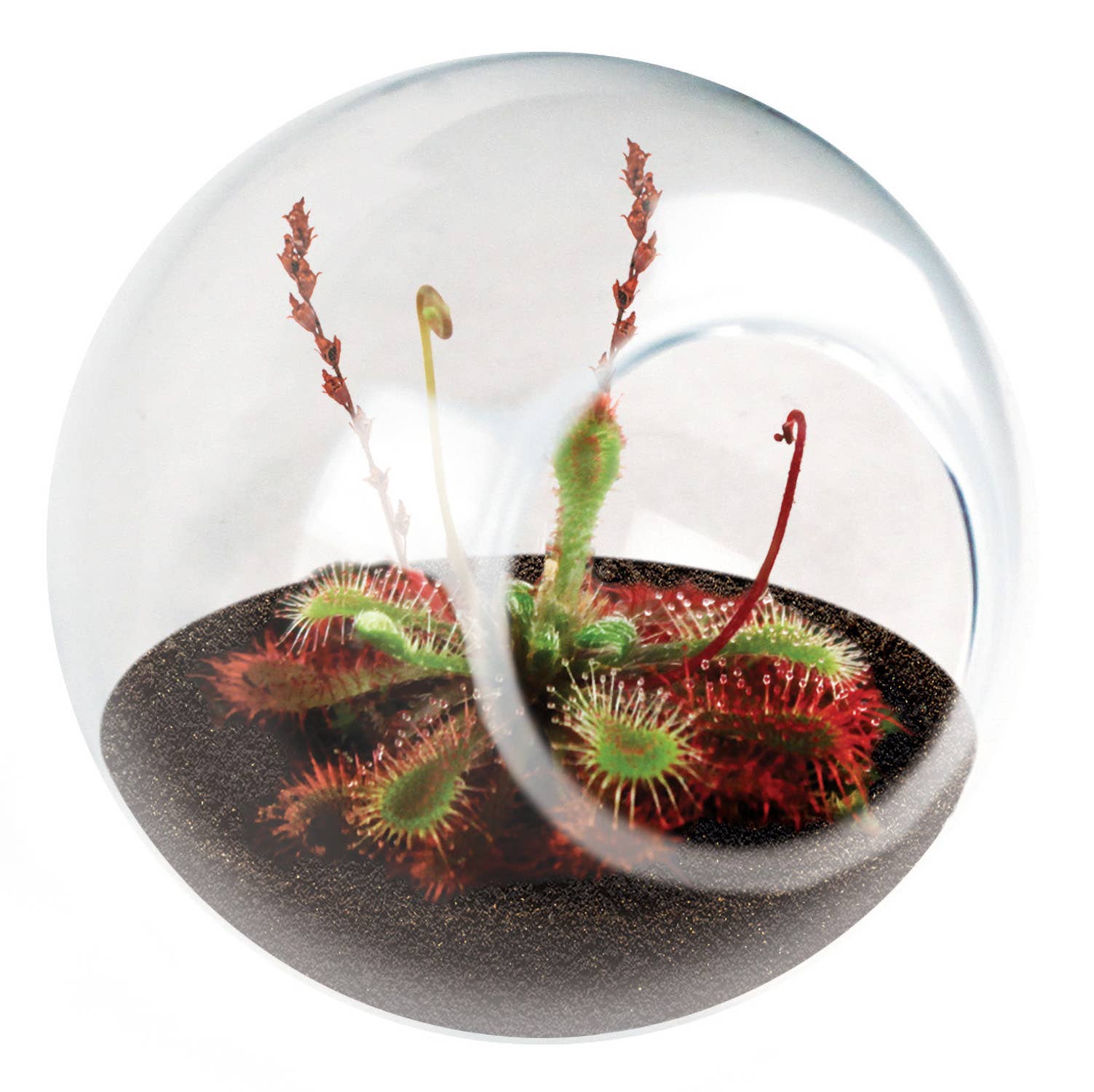 smallest terrarium plants Tiny Terrarium Carnivorous Flytrap