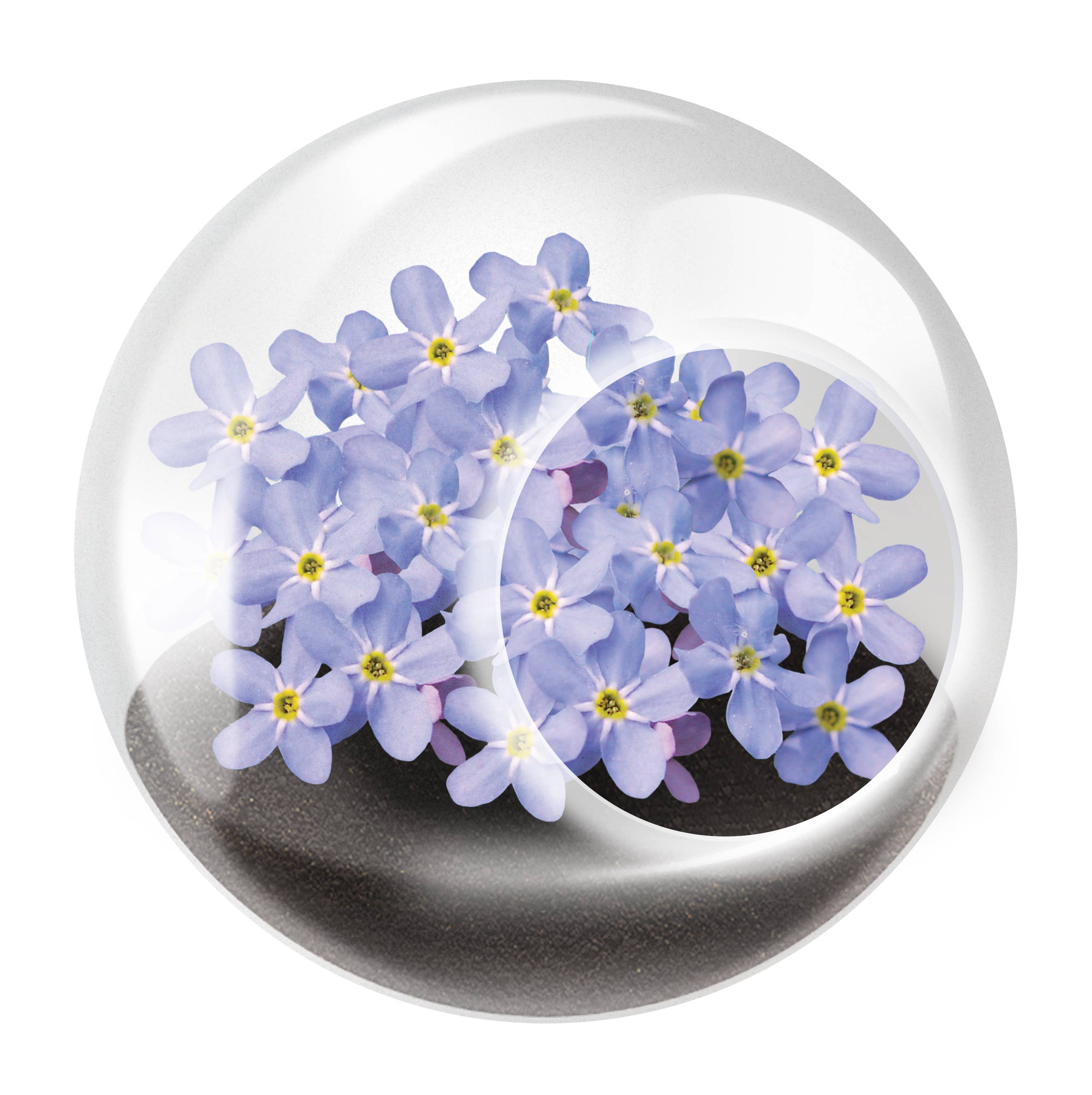 Tiny Terrarium Flowering Plant – Mellow Monkey