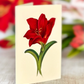 Scarlet Amaryllis - Pop-Up Greeting Card - Mellow Monkey