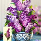 Garden Lilacs - Pop-Up Greeting Card
