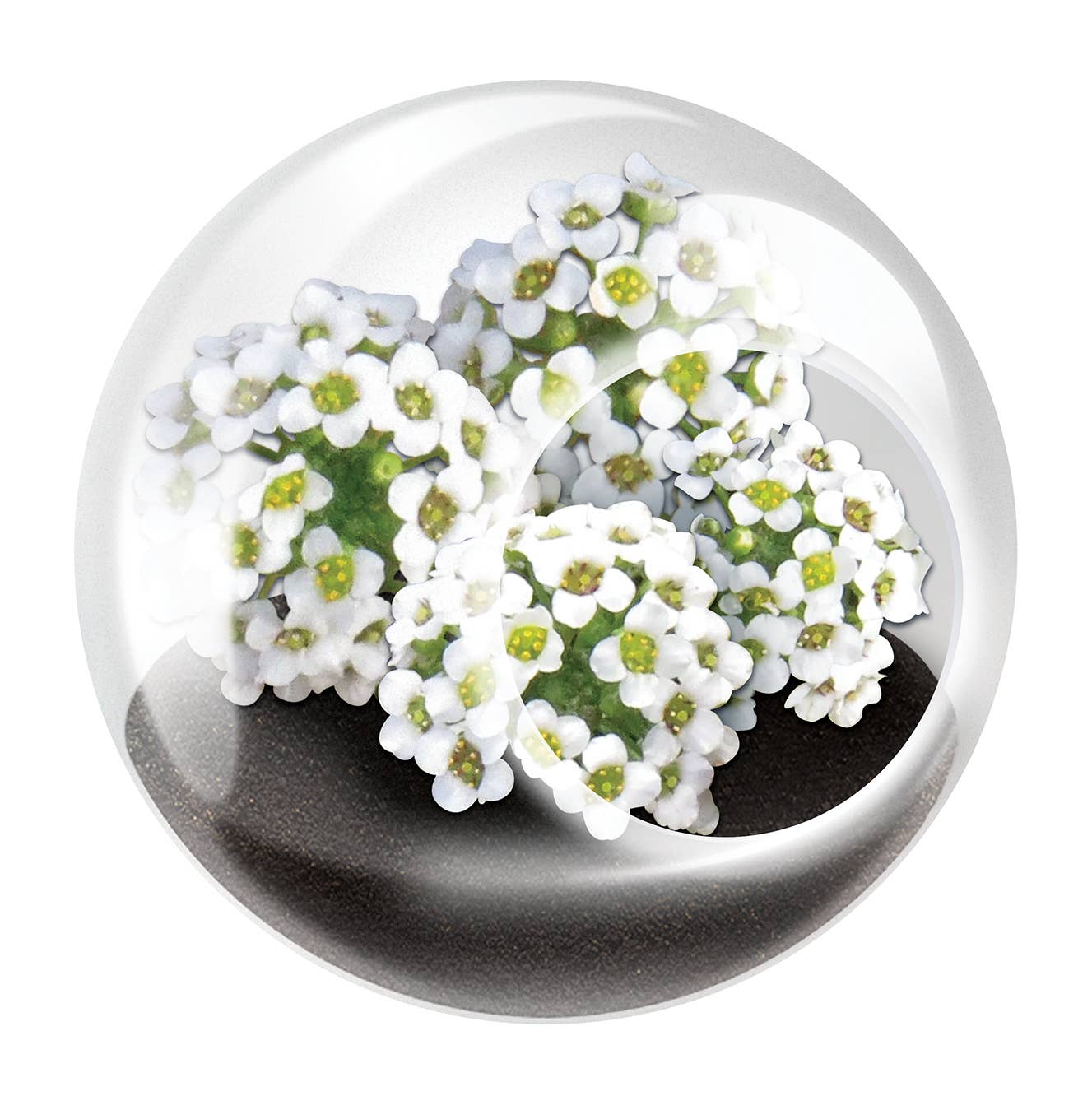 miniature flowering plants for terrariums Tiny Terrarium
