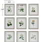 Framed Antique Botanical Print - 20-in - Mellow Monkey