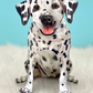 Dalmatian - Freshcut Pop-Up Pet Greeting Cards - Mellow Monkey