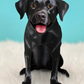 Black Lab - Freshcut Pop-Up Pet Greeting Cards - Mellow Monkey