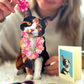 Calico Cat - Freshcut Pop-Up Pet Greeting Cards - Mellow Monkey