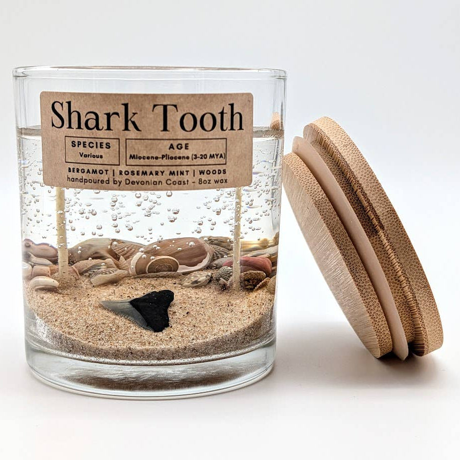 Shark Tooth Fossil Treasure - Double Wick Gel Candle - 8-oz - Mellow Monkey