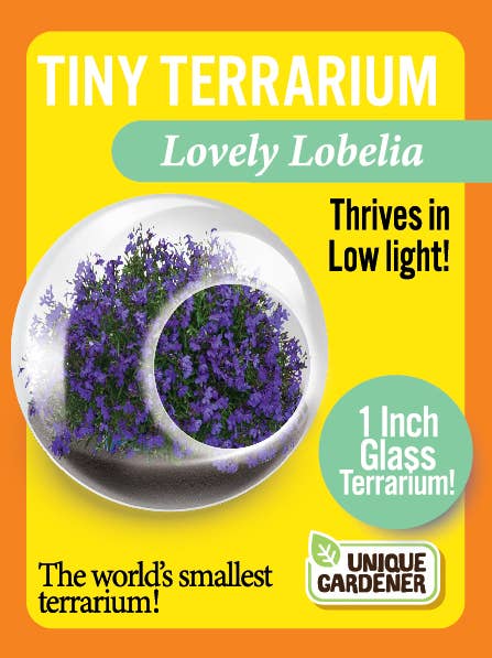 Tiny Terrarium Flowering Plant – Mellow Monkey