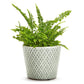 Arta Verde Terracotta Pot - 5-1/2-in - Mellow Monkey